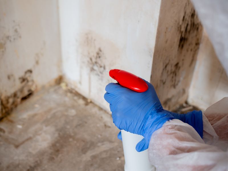 Mold Abatement Service in Boca Raton, FL