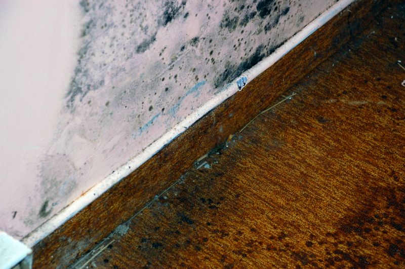 Indoor Mold Spore Testing