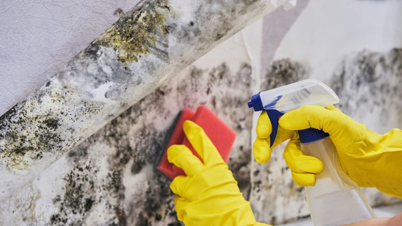 Basement Mold Remediation in Jupiter, FL