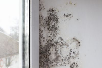 Indoor Mold Spore Testing