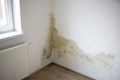 Indoor Mold Spore Testing