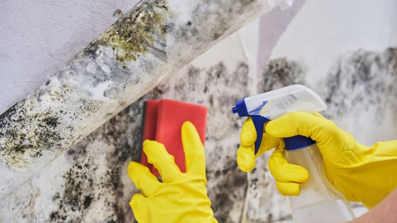 Mold Removal in Frisco, TX