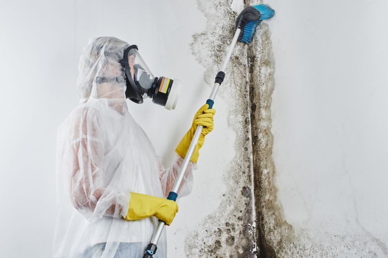 Mold Treatment Service in Frisco, TX